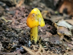 Hygrocybe conica