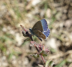 Polyommatus corydonius