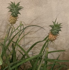 Ananas comosus microstachys