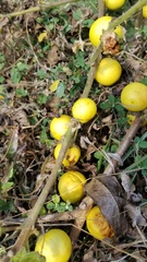 Solanum viarum image