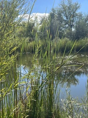 Equisetum fluviatile