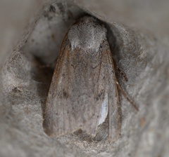 Agrotis vetusta