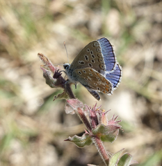 Polyommatus corydonius