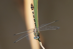 Erpetogomphus lampropeltis