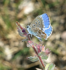 Polyommatus corydonius