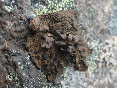 Umbilicaria