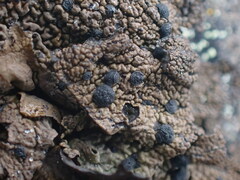 Umbilicaria
