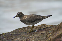 Calidris virgata