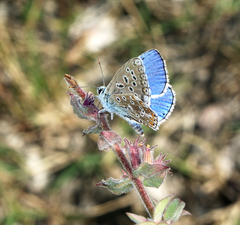 Polyommatus corydonius