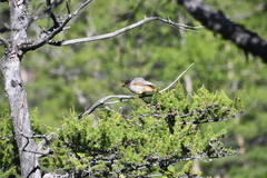 Perisoreus infaustus