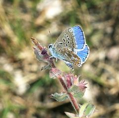 Polyommatus corydonius