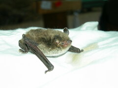 Myotis daubentonii
