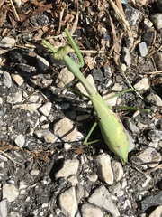 Stagmomantis carolina