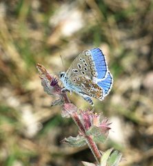 Polyommatus corydonius