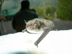 Myotis daubentonii