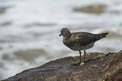 Calidris virgata