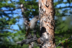 Perisoreus infaustus