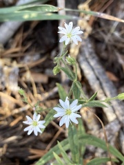Pseudostellaria jamesiana