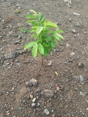 Annona