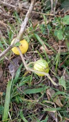 Solanum viarum