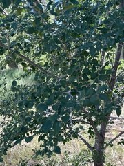 Celtis reticulata