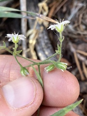 Pseudostellaria jamesiana