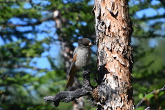 Perisoreus infaustus