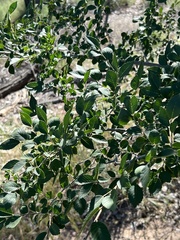 Celtis reticulata