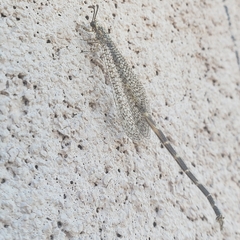 Clathroneuria schwarzi