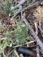 Pseudostellaria jamesiana