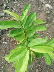 Annona