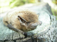 Pipistrellus