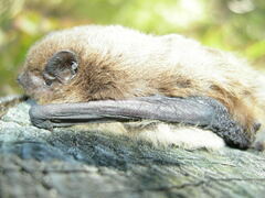 Pipistrellus