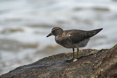 Calidris virgata