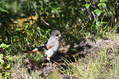 Perisoreus infaustus