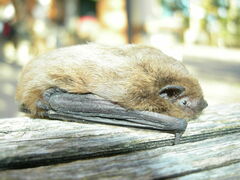 Pipistrellus
