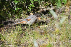 Perisoreus infaustus