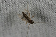 Chironomoidea