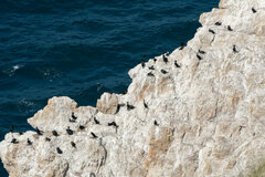 Phalacrocorax capensis