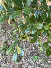 Prunus caroliniana