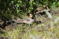 Perisoreus infaustus