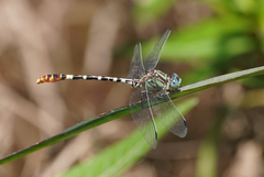 Erpetogomphus lampropeltis