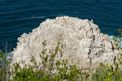 Phalacrocorax capensis