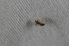 Chironomoidea