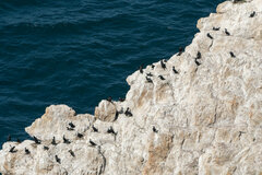 Phalacrocorax capensis