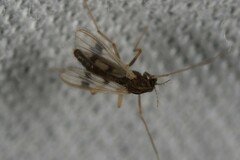 Chironomoidea