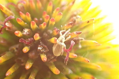 Curculionoidea