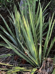 Yucca filamentosa