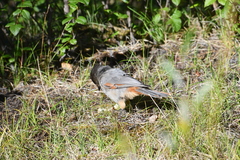 Perisoreus infaustus