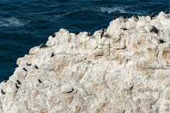 Phalacrocorax capensis